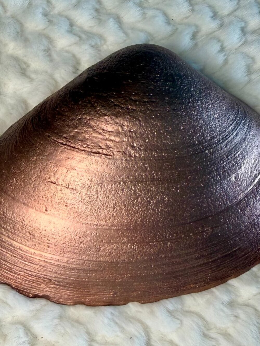 Large Rose Gold Clam Shell